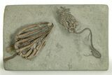 Fossil Crinoid Plate (Two Species) - Crawfordsville, Indiana #310210-1